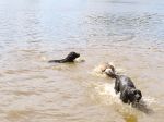 Собаки купаются