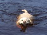 Собака плывёт