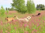 Собаки  в траве